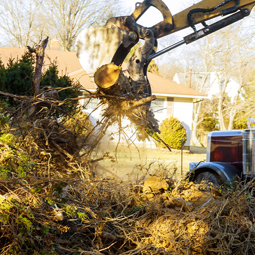 Old trees are being removed in cities tree trunk for loading into truck.