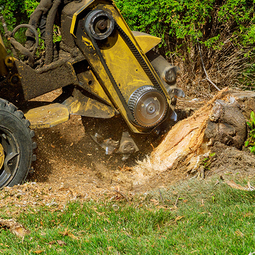 Tree stump being removed with heavy machinery.