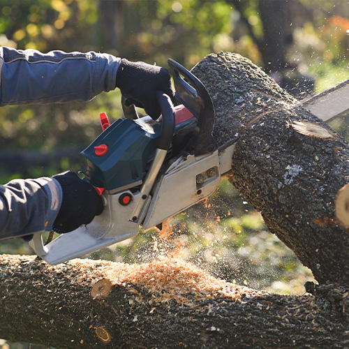 The process of sawing wood with a chainsaw. Chainsaw blade cutting wood.