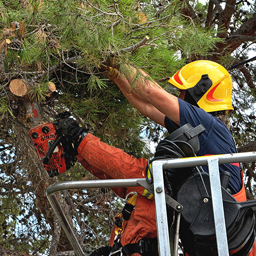 Firefighters on lifting platform, cutting fat branches from a pine