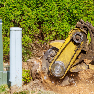 Demystifying Stump Grinding with the New Bedford Tree Removal Experts