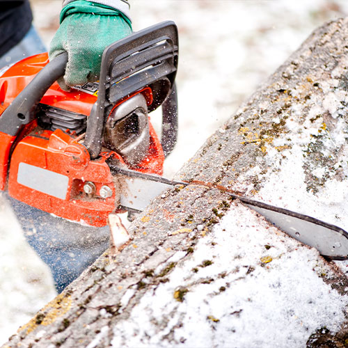 Blog Norman Tree Service