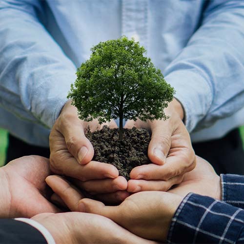 group of business man hands holding tree care