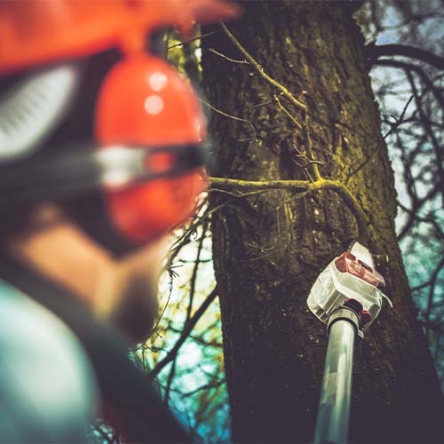 taking care of trees
