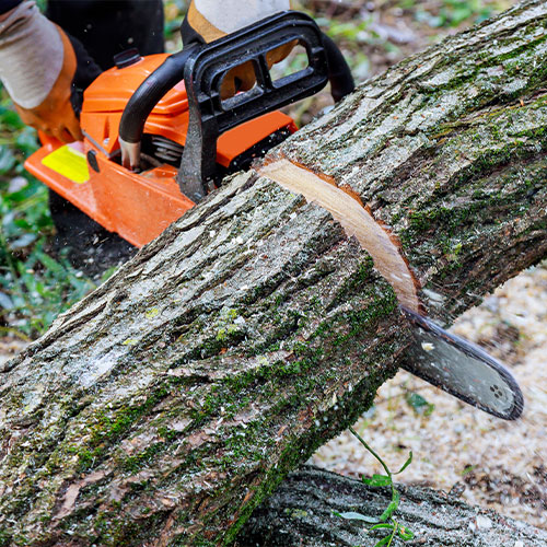 In the aftermath of a hurricane, a tree fell in the broke a tree with a was cut chainsaw