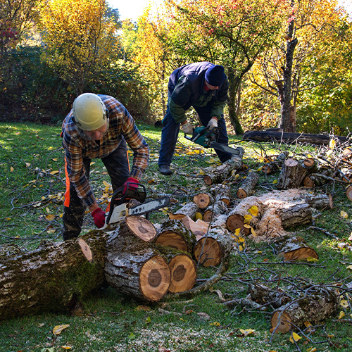 Arborist man cutting a branches with chainsaw