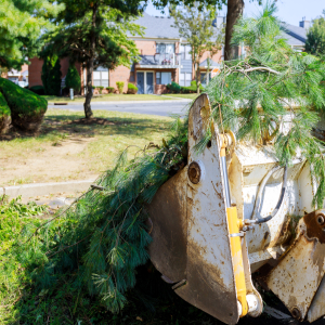 Branch removal in tractor bucket workers in the municipal tree branches