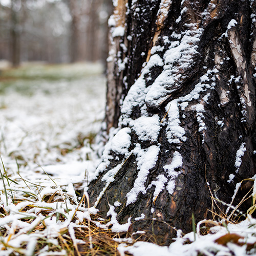 Snow on a tree trunk in winter forest close-up