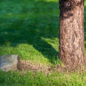 Tree trunk with grass and a nearby rock