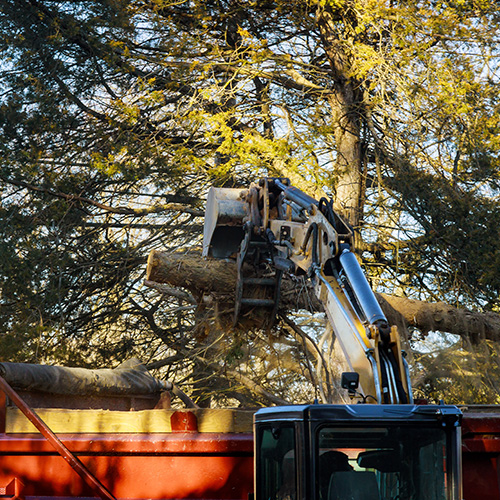 Loading old sawn trees are being removed in cities