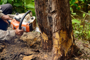 Man with chainsaw cutting the tree - Featured