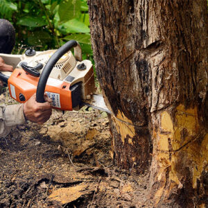 Man with chainsaw cutting the tree