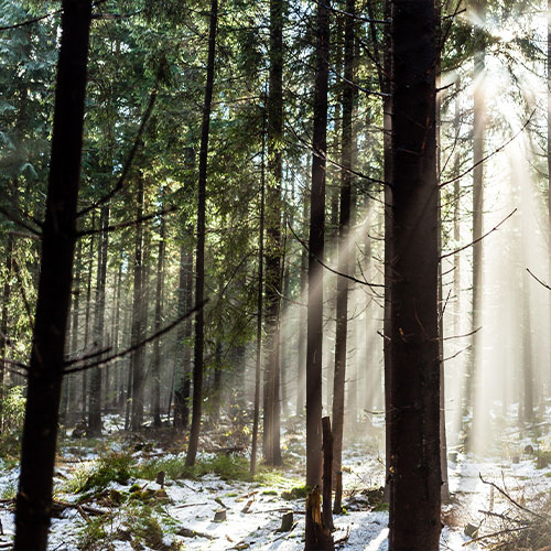 Forest in winter season