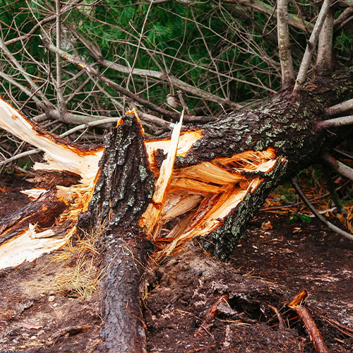 Tree Removal After Storm Damage in New Bedford Norman Tree Service