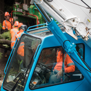 tree removal at norman trees
