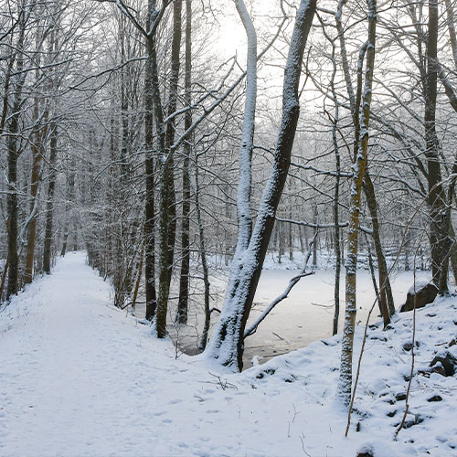 Winter Tree Preservation Tips from New Bedford Tree Removal Expert